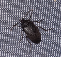 Penthe pimelia