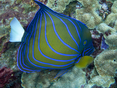 Pomacanthus annularis