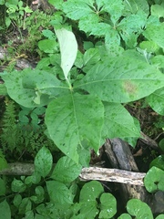 Triosteum perfoliatum