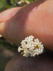 Stoebe phyllostachya