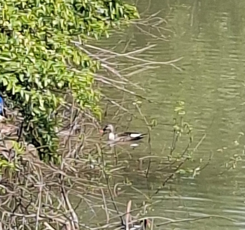 Indian Spot-billed Duck