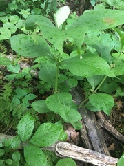 Triosteum perfoliatum