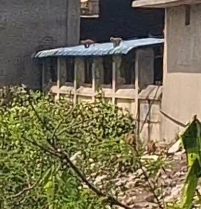 Rhesus Macaque