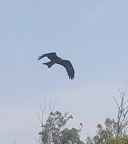 Black Kite