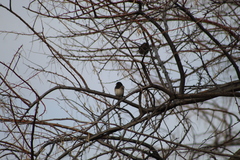 Junco hyemalis