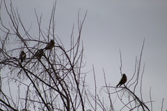 Coccothraustes vespertinus