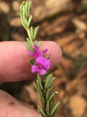 Indigofera pappei