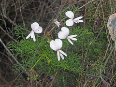 Pelargonium divisifolium