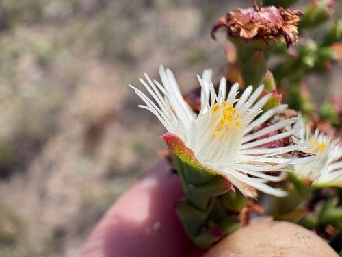 Ruschia tenella, photograph 5