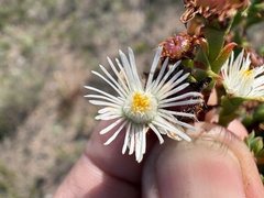 Ruschia tenella, photograph (c) Charleen Brunke, some rights reserved (CC BY)