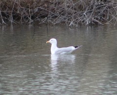 Larus argentatus