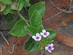 Teedia pubescens