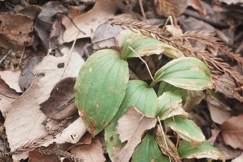Pantropical Widelip Orchid (Liparis nervosa)