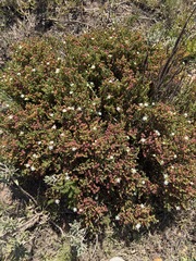 Ruschia tenella, photograph (c) Charleen Brunke, some rights reserved (CC BY)