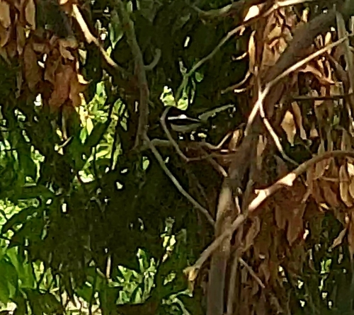 Oriental Magpie-Robin
