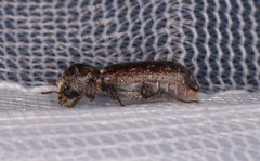 Amphicerus bicaudatus