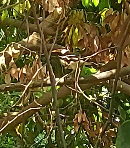 Indian Pied Starling
