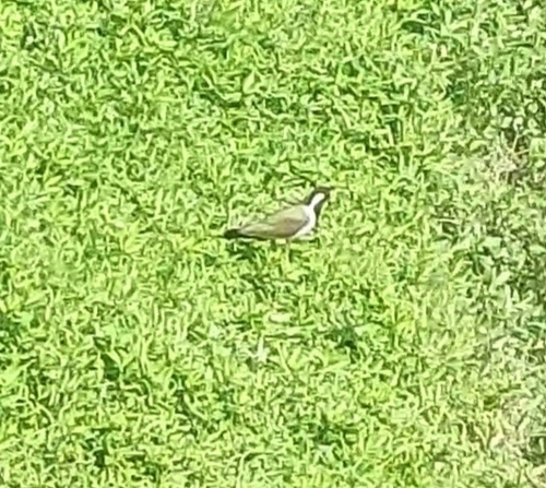 Red-wattled Lapwing