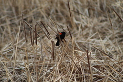 Agelaius phoeniceus