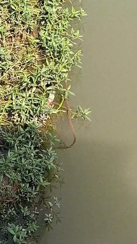 Chequered Keelback