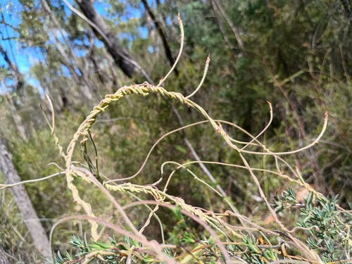 Downy Dodder-laurel (Cassytha pubescens)