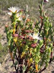 Ruschia tenella, photograph (c) Charleen Brunke, some rights reserved (CC BY)