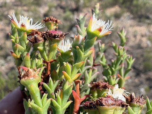 Delicate Tentfig (Ruschia tenella)