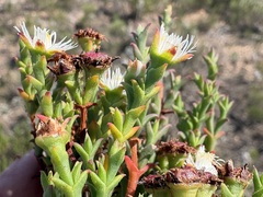 Ruschia tenella, photograph (c) Charleen Brunke, some rights reserved (CC BY)