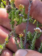 Stoebe phyllostachya