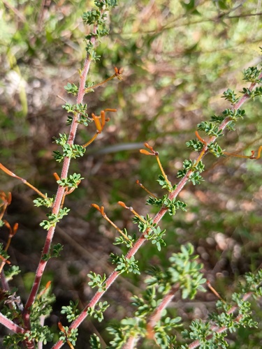 Acacia mitchellii, photograph 5