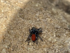 Phidippus phoenix
