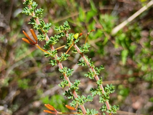 Acacia mitchellii, photograph 6
