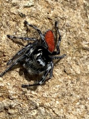 Phidippus phoenix