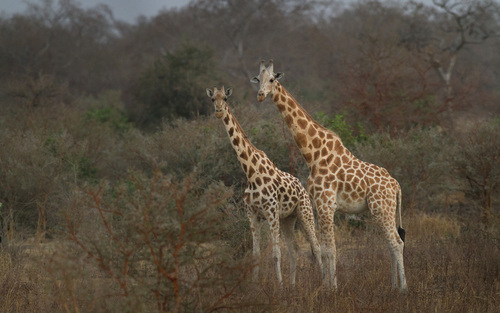 Kordofan Giraffe