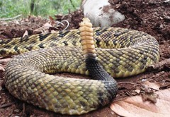 Crotalus totonacus