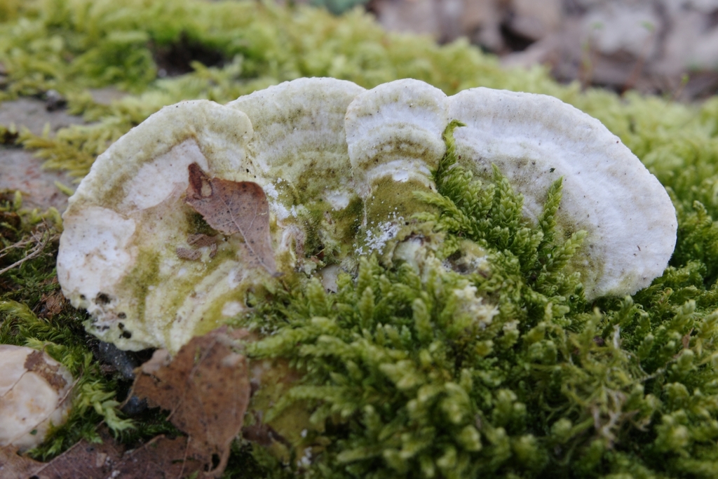 Trametes gibbosa · March 2026 · photo: © vincent_b (iNaturalist, cc-by)