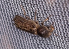 Amphicerus bicaudatus