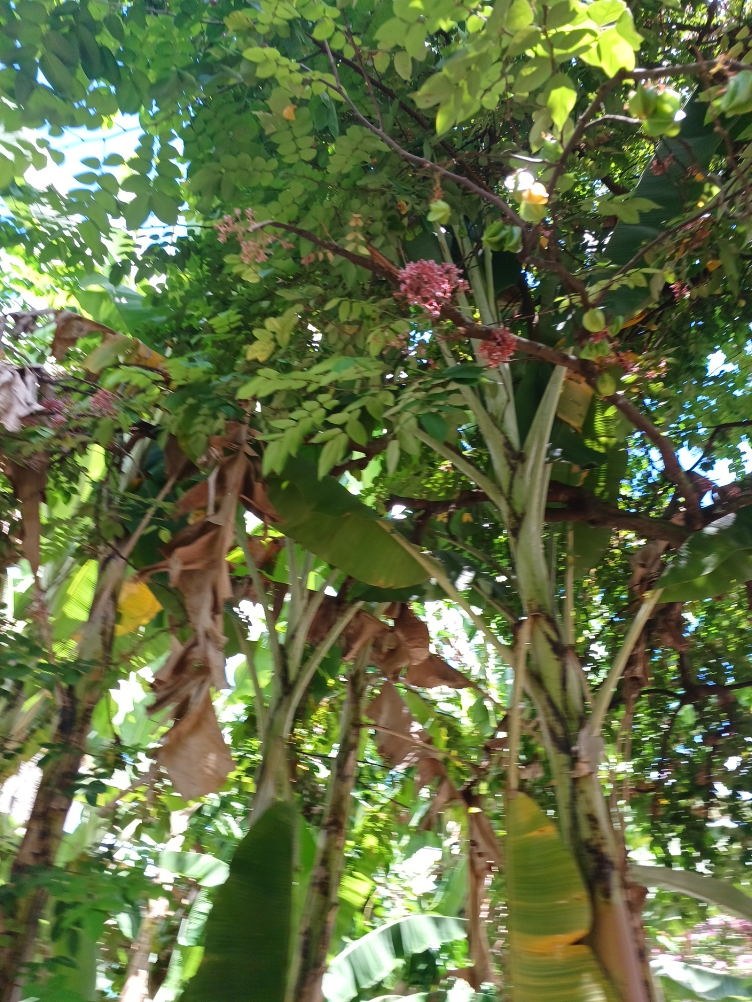 Averrhoa carambola