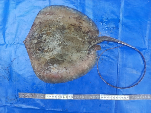 Daisy stingray (Fontitrygon margarita) — Dasyatidae