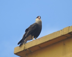 Caracara plancus