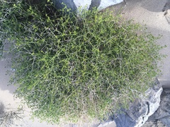 Amphipappus fremontii