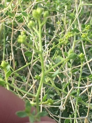 Amphipappus fremontii