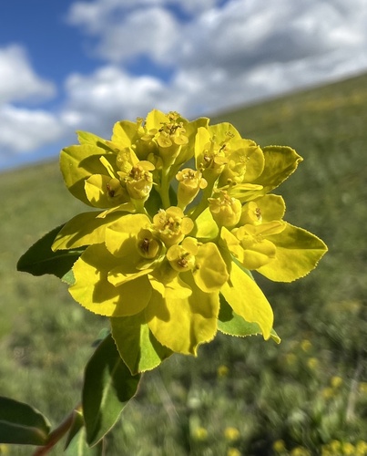 Warty spurge (Euphorbia verrucosa)