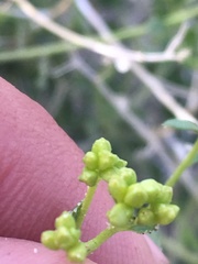 Amphipappus fremontii