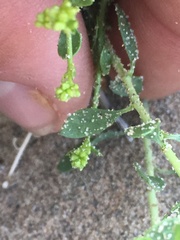 Amphipappus fremontii