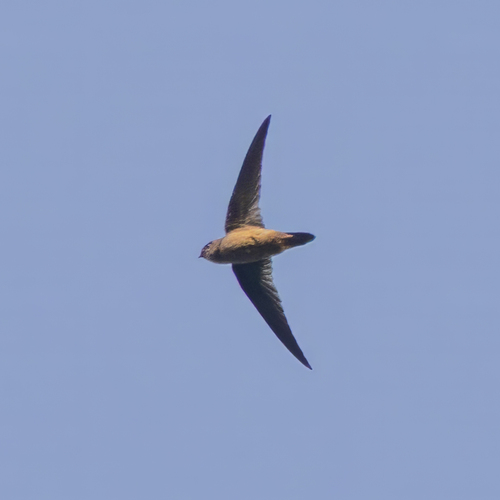 Himalayan Swiftlet (Aerodramus brevirostris)