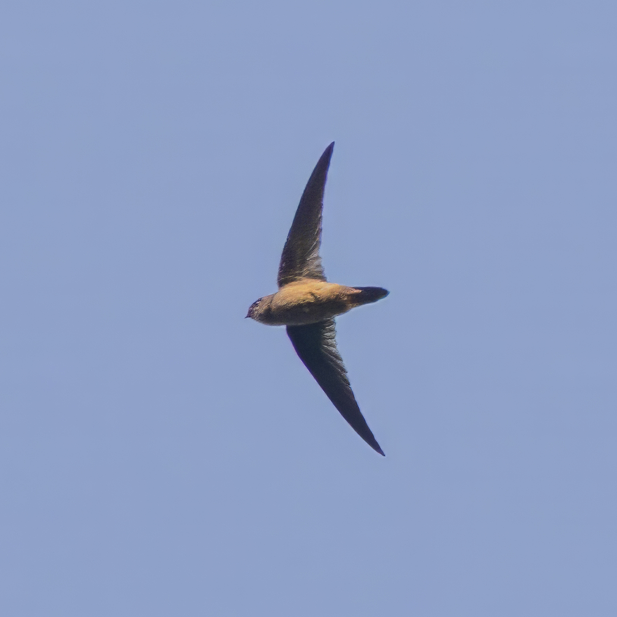 Himalayan Swiftlet (Aerodramus brevirostris), photo 1