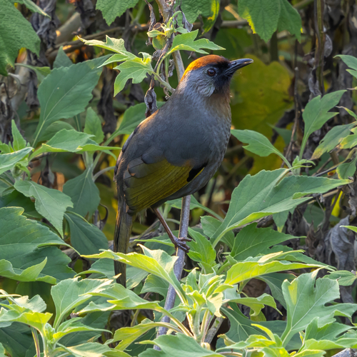 Silver-eared Laughingthrush (Trochalopteron melanostigma), photo 8