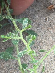 Amphipappus fremontii