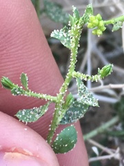 Amphipappus fremontii